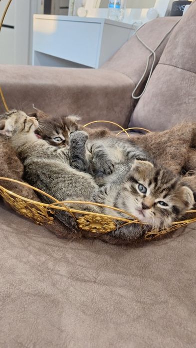 продаём котят скоттиш-фолд