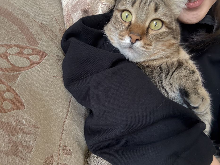 Отдам даром кота