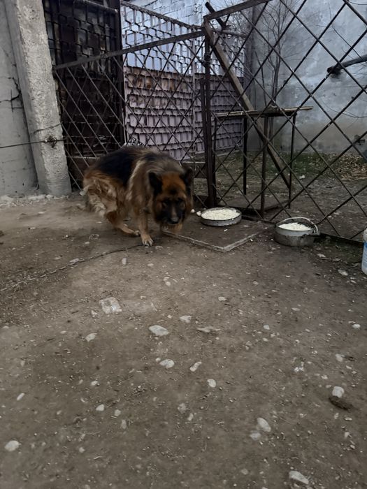 Немецкая овчарка