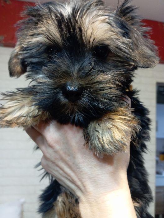 Щенки Йоркширский терьер