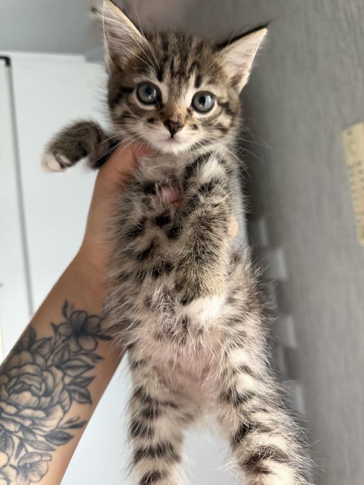 Отлам котят в хорошие руки!