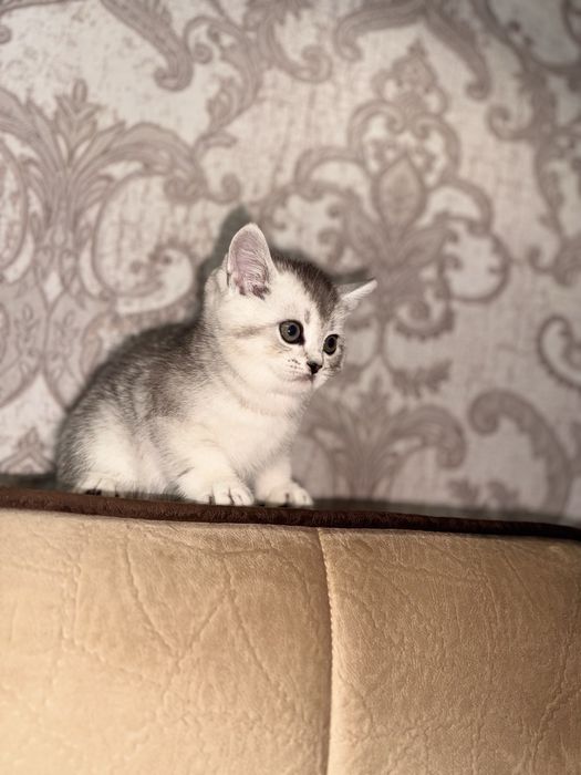 Серебристая шиншила