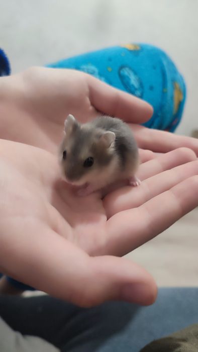 Продаются хомячки