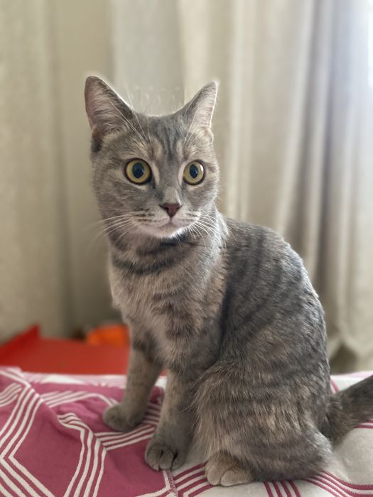 Британская кошка 2годика