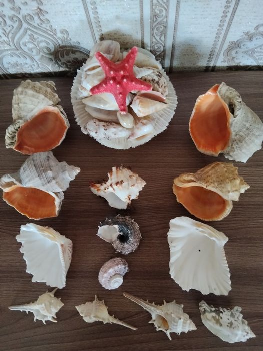Коллекция морских ракушек