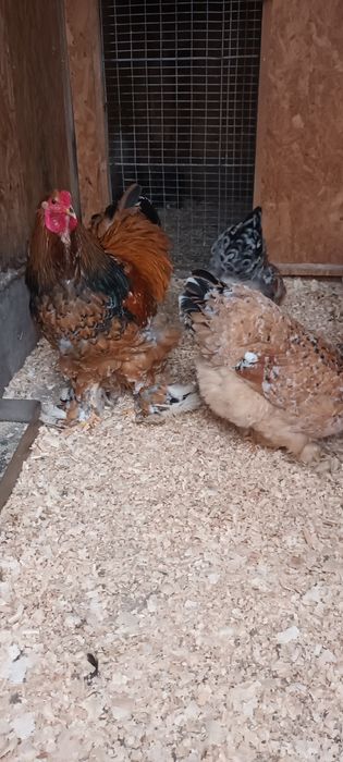 Ouă brahma Porțelan