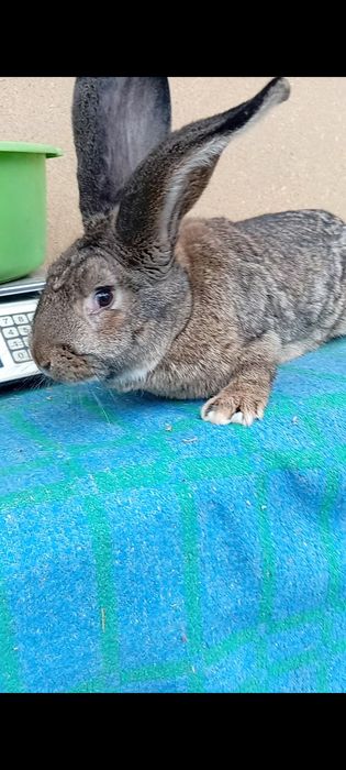 Крольчиха ФБ с Фландром