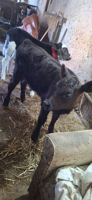Vând viței de lapte