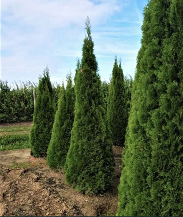 Plante ornamentale tuia mesteacan si alte specialitati