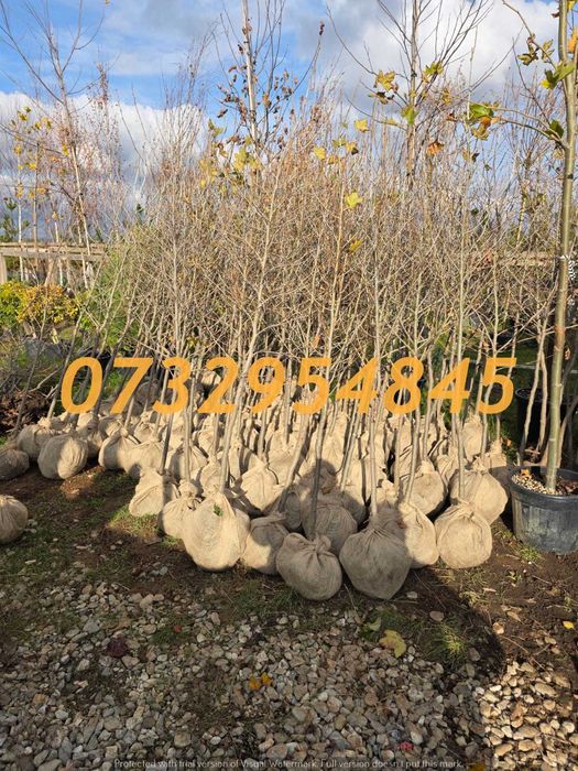 Tei, Mesteacăn, Arțar, Platan, Stejar – Direct la Adresă