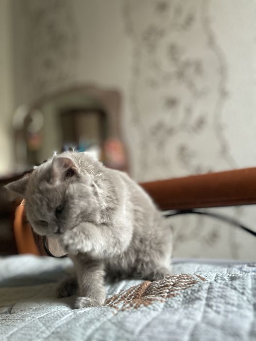 Кошка британский длинношерстный