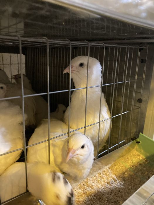 Инкубационое яйцо перепела