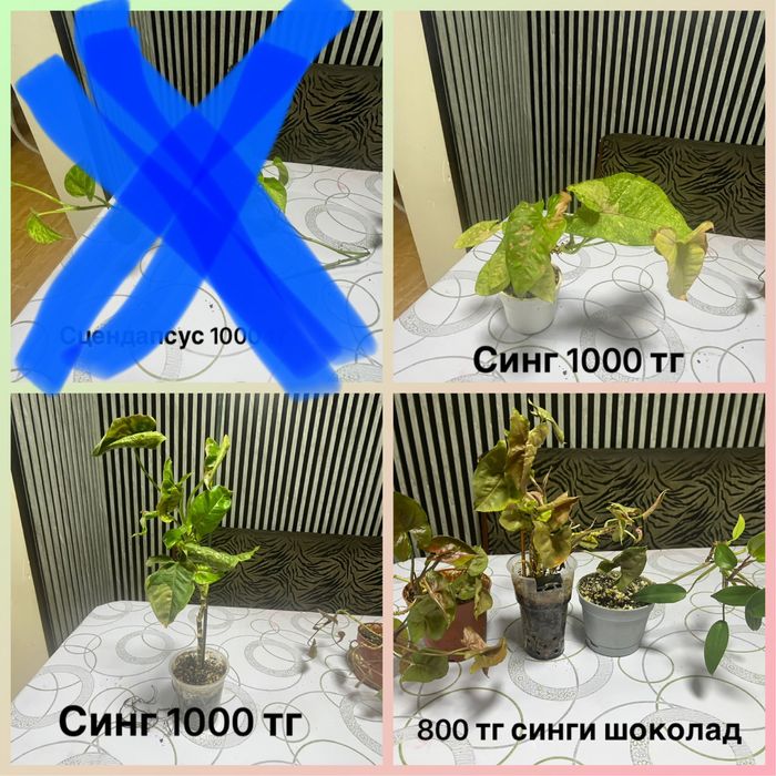 Цветы . Синги, находится в Карасу.