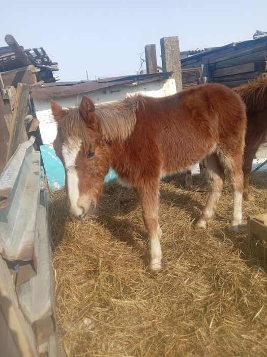 Жабағы сатам  еркек