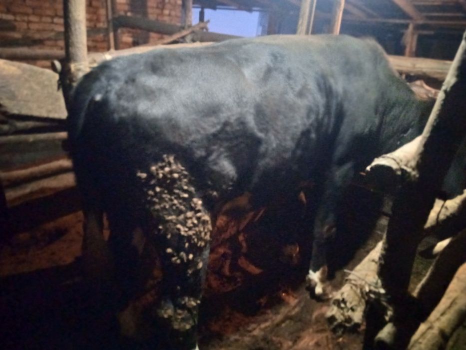 Бык,бычок животные