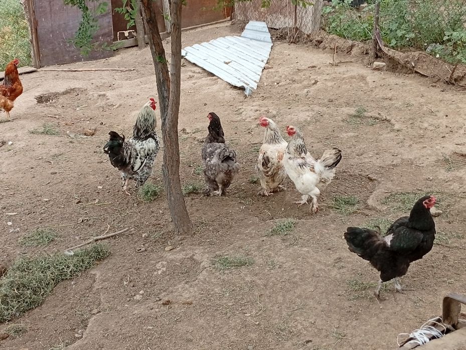Продам куры и петух