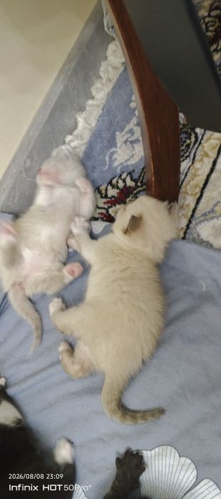 Скотиш фолд скотиш страйт