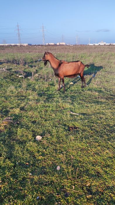 Vând țap rasa alpina franceza.