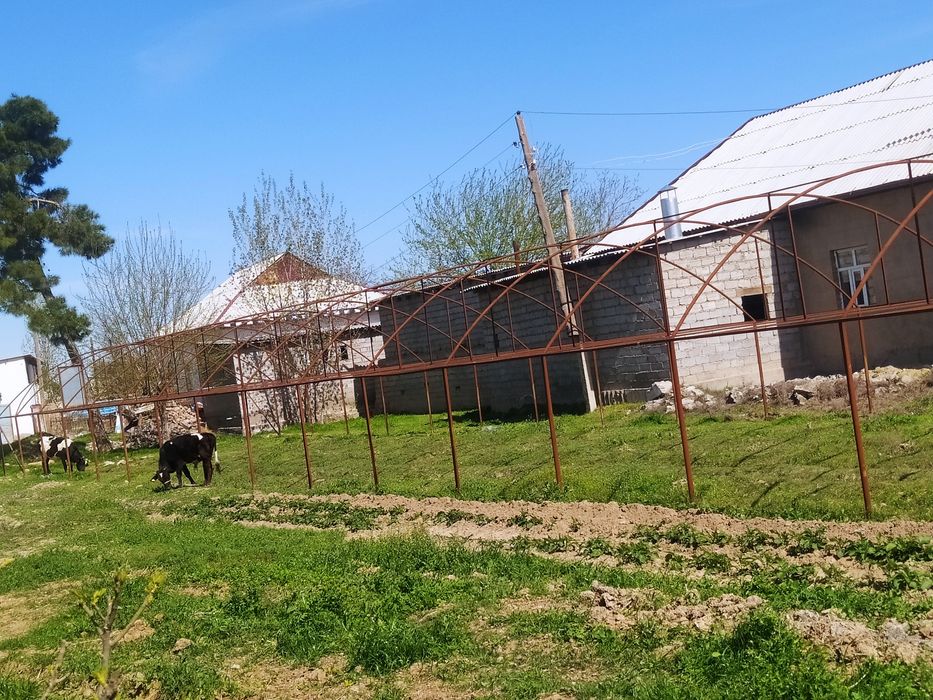 Issiqxona karkazi sotiladi