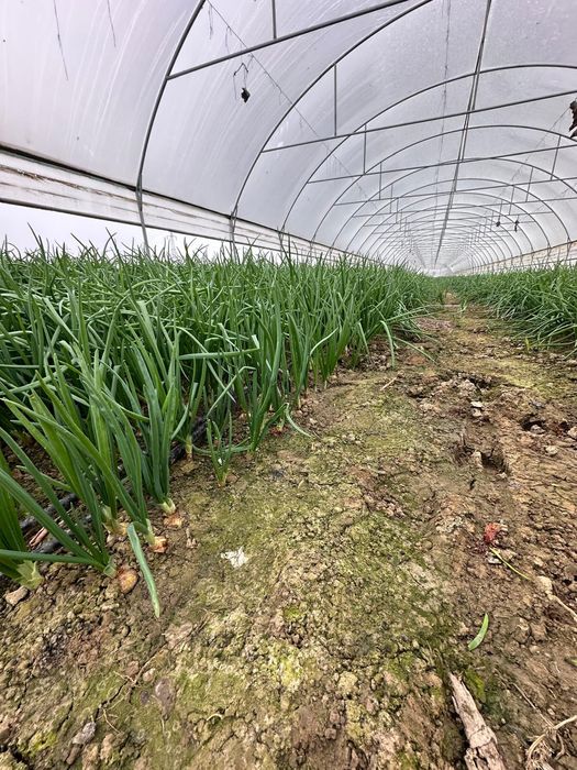 Ceapa verde la kg sau legatura