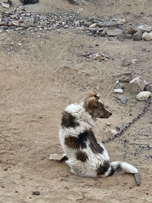 Отдам сабаку в добрые руки
