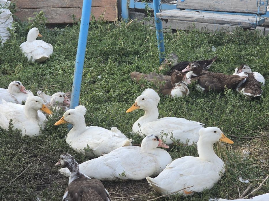 Продам хохлатых уточек