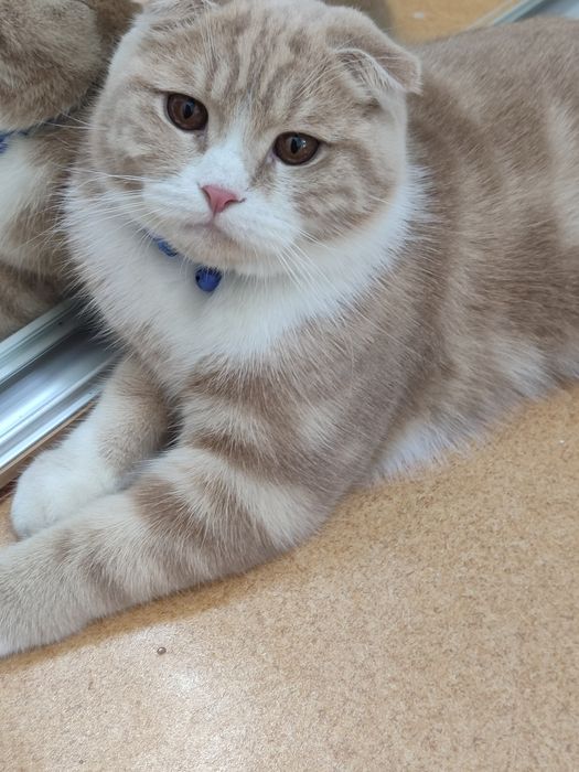 Scottish fold sotiladi