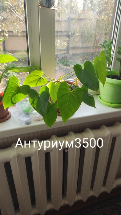 Продам комнатные цветы