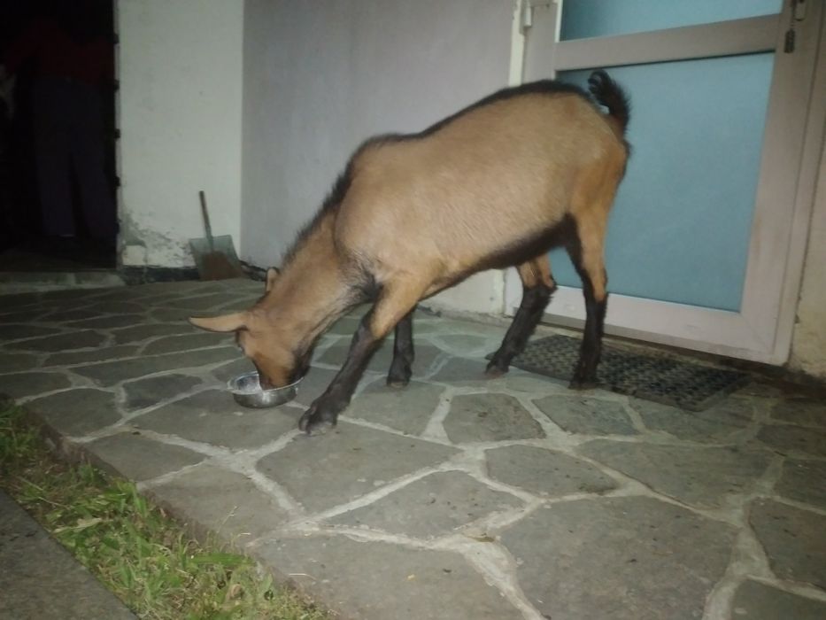 Capra Alpina Franceza și Țap