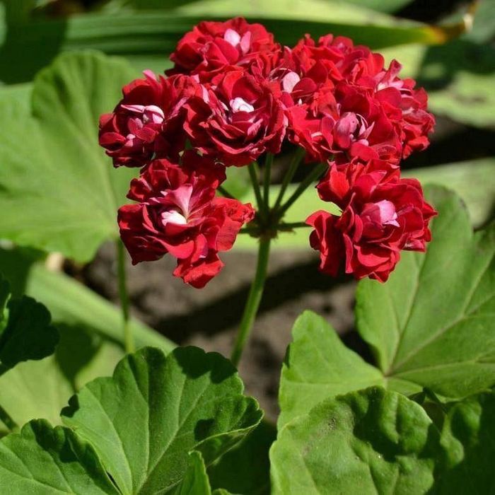 Пеларгонии сортовые свежим срезом