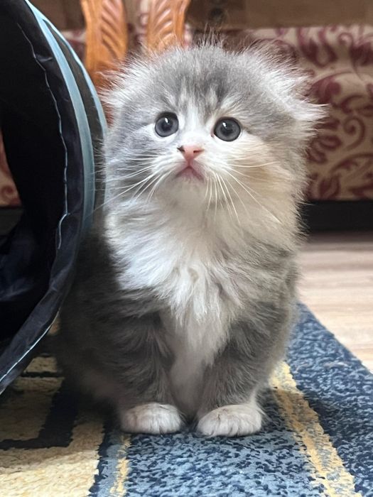 Шотландские малыши