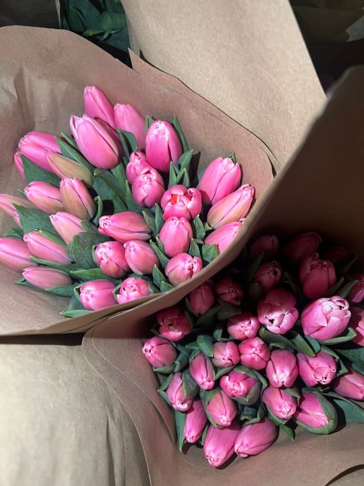 Продам голландские тюльпаны