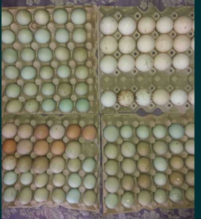 Продавам зелени оплодени кокоши яйца за люпене!
