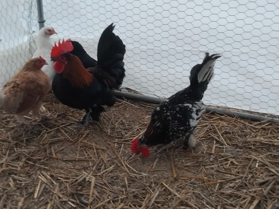 Vând cocoși pitici