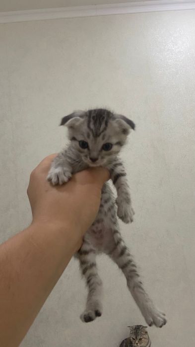Шотландские кошки