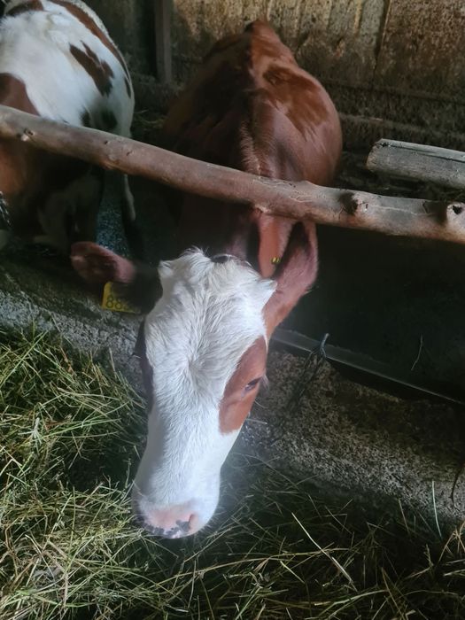 Vand 2 vițele de 5 luni