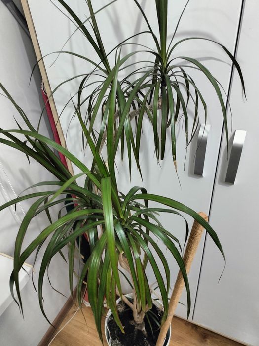 Продам драцену растение для интерьера