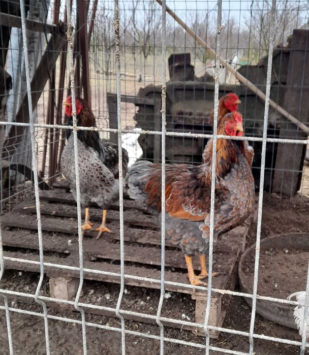 De vinzare  cocoși wyandotte diferite culori