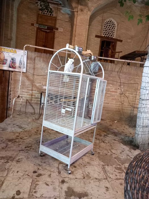 Ташкент любовь моя,  авторские туры по Ташкенту