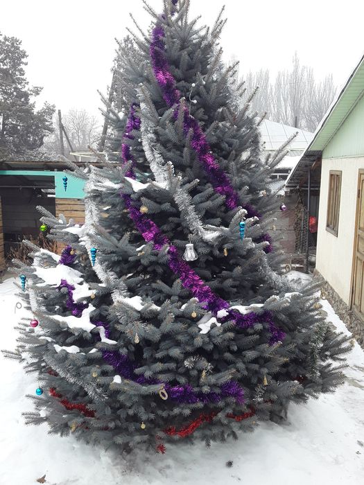 Голубая Ель Очень Красивая