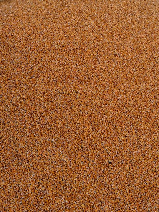 Vând porumb și grâu