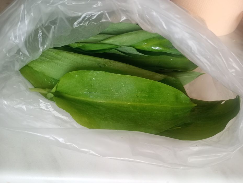 Левурда ( див чесън)