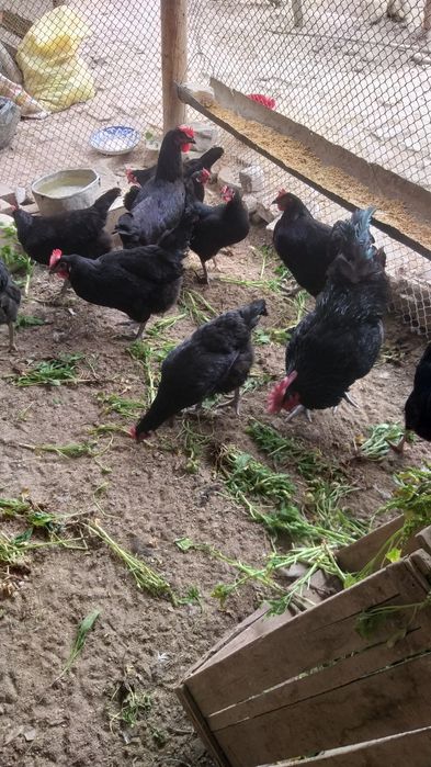 Qora shaxzoda tovuq tuxumlari sotiladi. Jo‘ja chiqarish uchun  Tel . 9