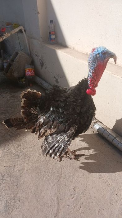 Курка сотилади. Индюк сотилади ранги кора