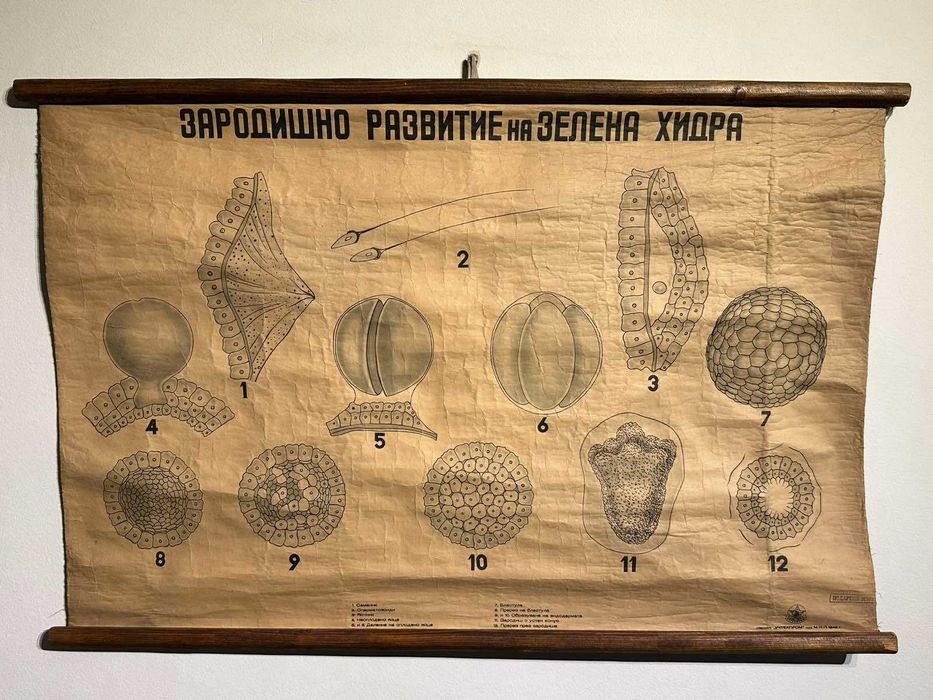Соц Учебни Плакати Постери Ботаника