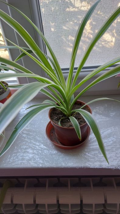 Хлорофитум, комнатное растение