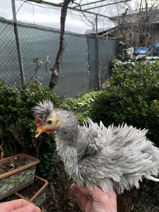 Декоративни кокошки