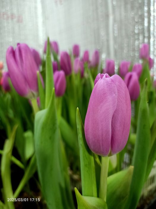 Предзаказ тюльпанов