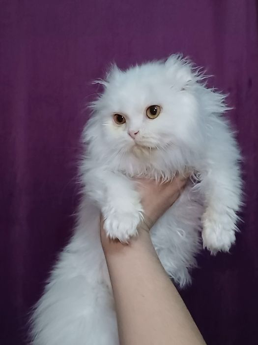 Шотландский вислоухий котёнок!