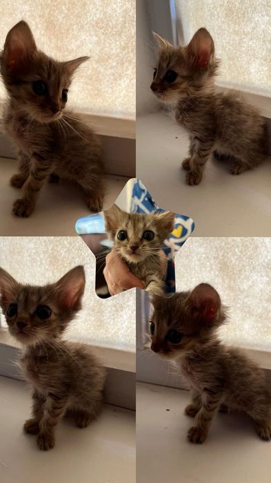 Очаровательный котёнки ищет заботливых хозяев.